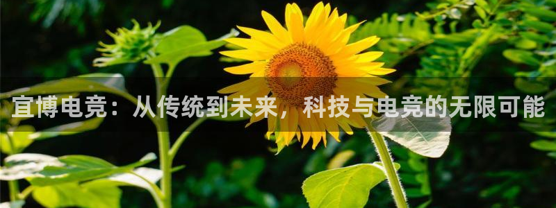 ob电竞平台：宜博电竞：从传统到未来，科技与电竞的无限可能